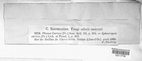Eudarluca caricis image